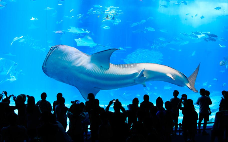Many people looking at the whale shark at Okinawa Churaumi Aquarium.